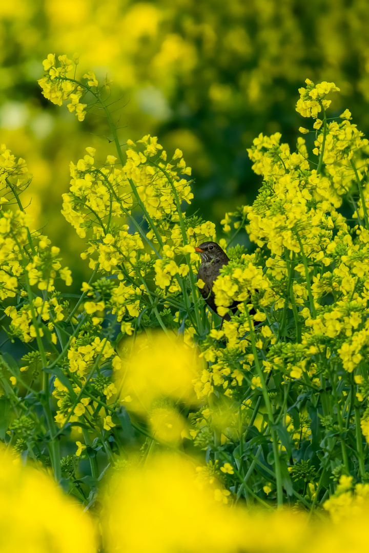 Amsel im Rapsfeld