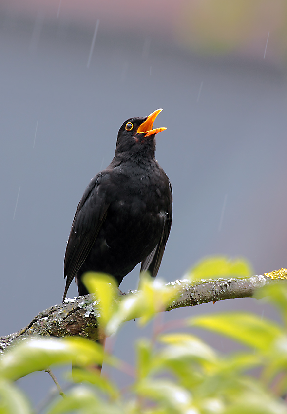 Amsel im regen