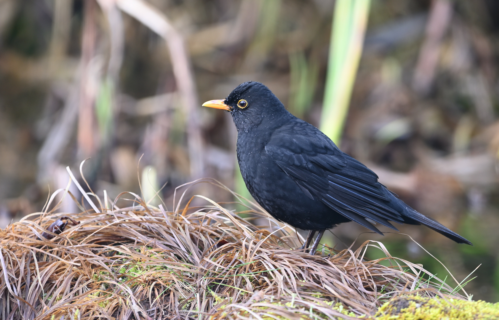 Amsel im Regen