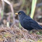 Amsel im Regen