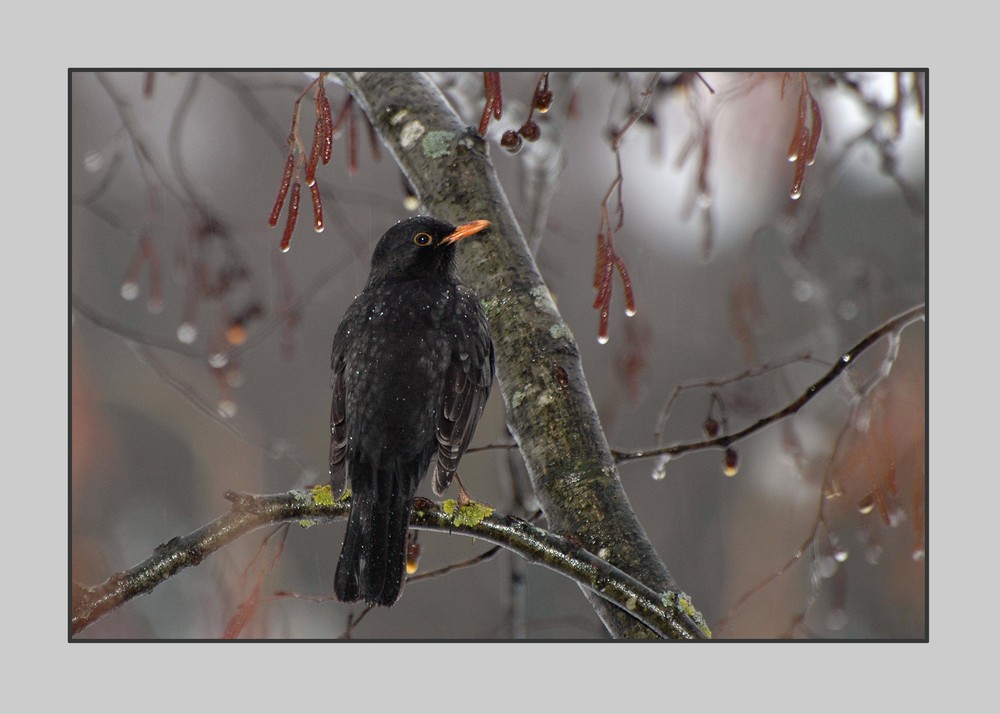 Amsel im Regen