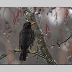 Amsel im Regen