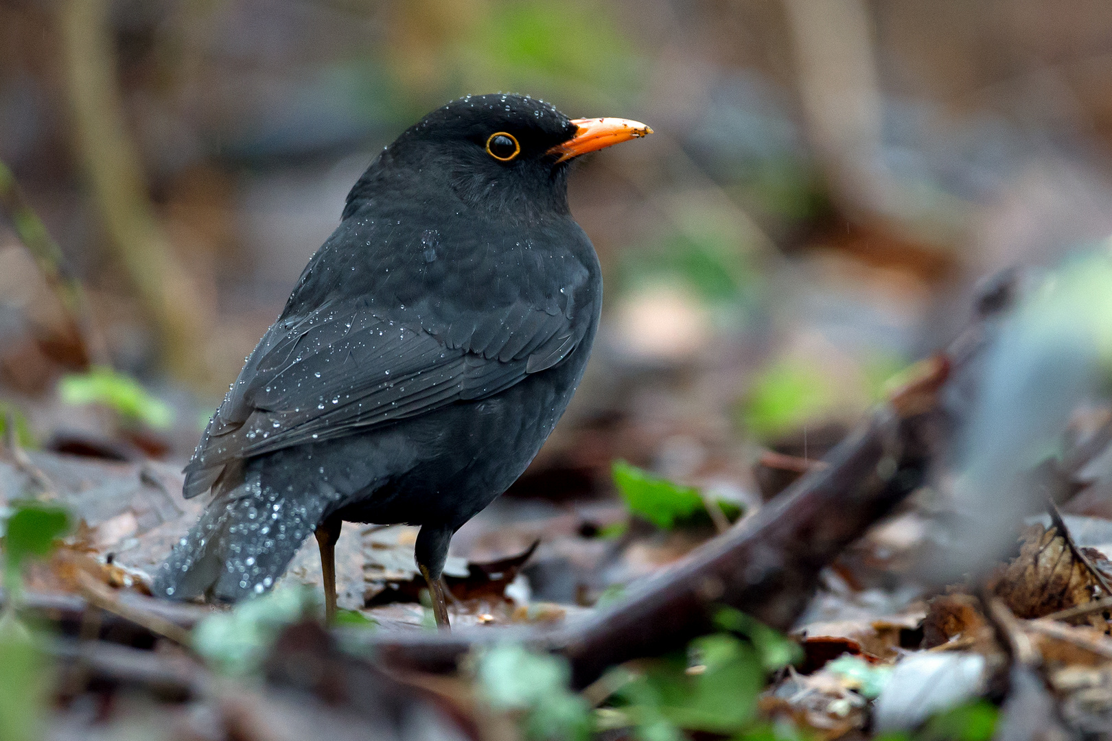 Amsel im Regen