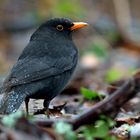 Amsel im Regen