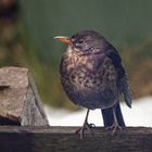 Amsel im Regen