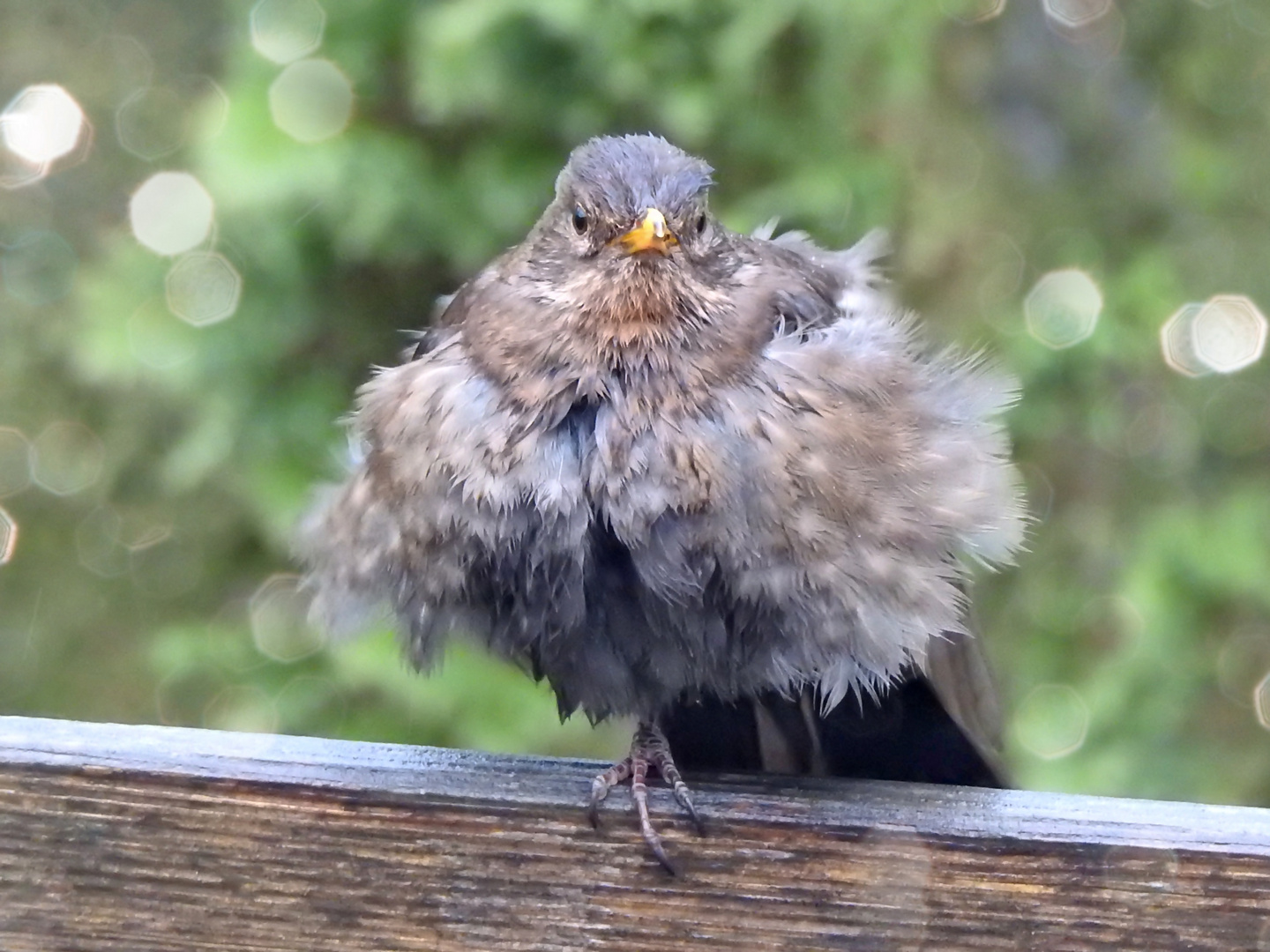 Amsel im Regen