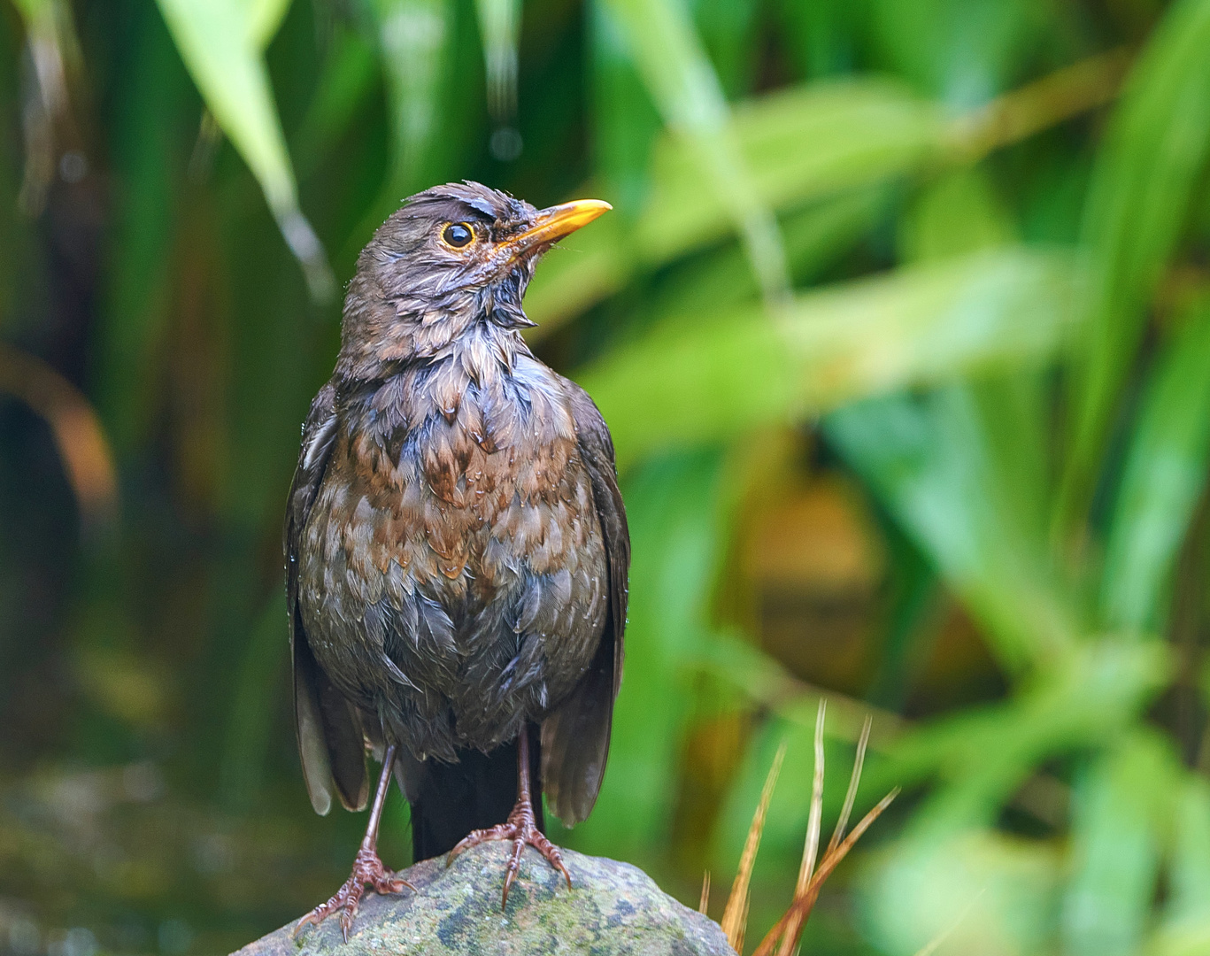 Amsel im Regen