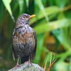 Amsel im Regen