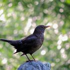 Amsel im Regen