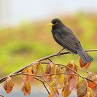 Amsel im Regen