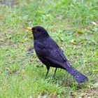 Amsel im Regen................