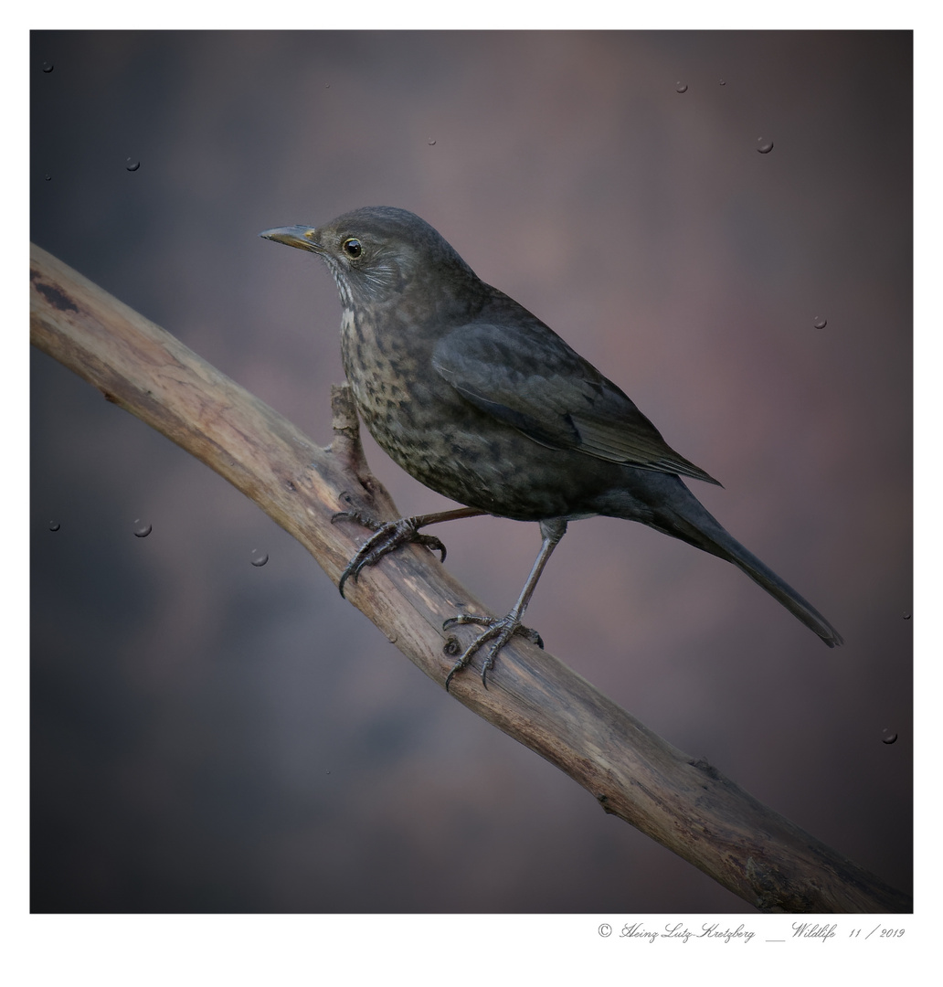 Amsel im Regen , aber keine Wasseramsel ... !