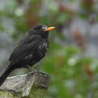 Amsel im Regen