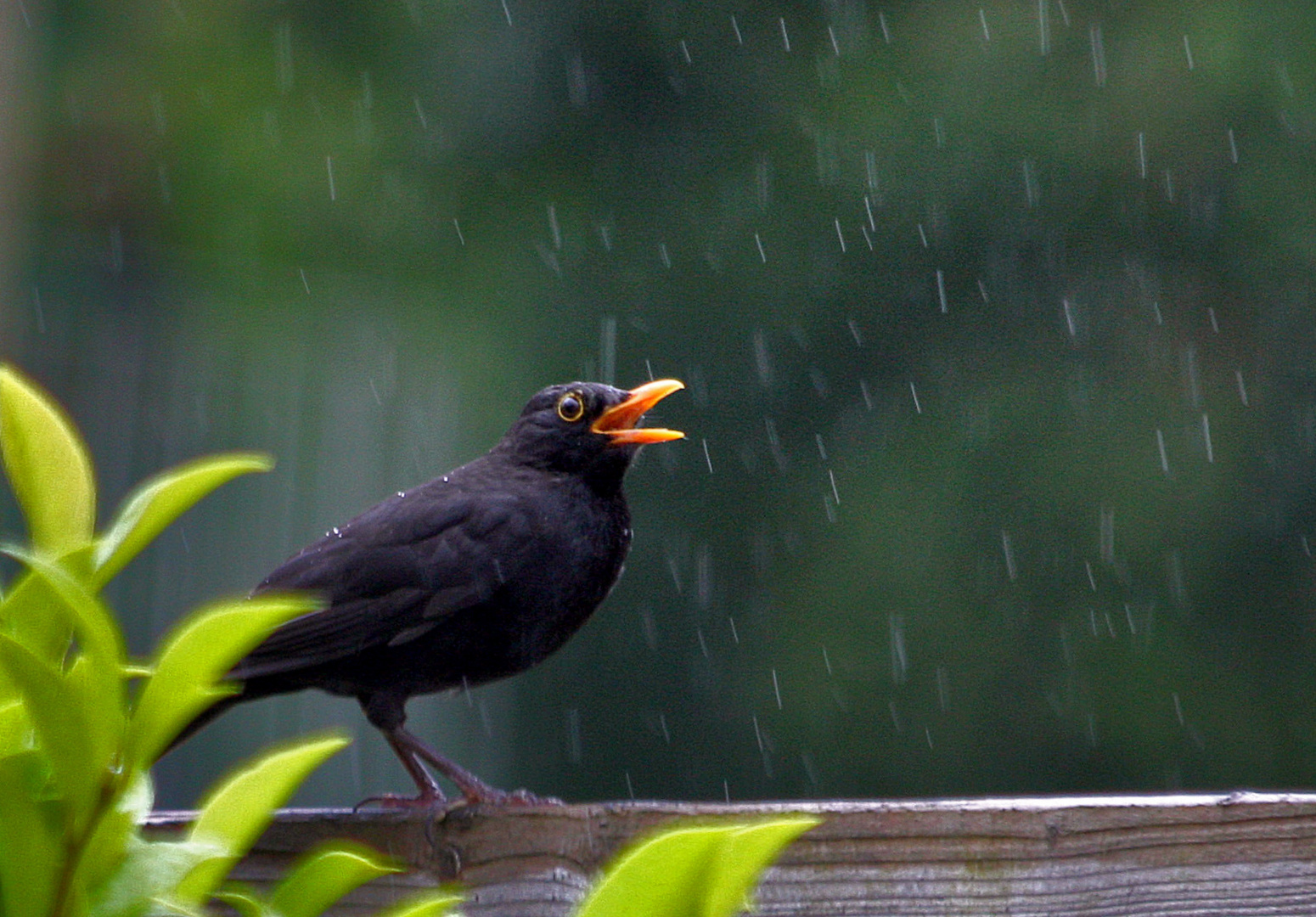 Amsel im Regen....