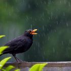 Amsel im Regen....