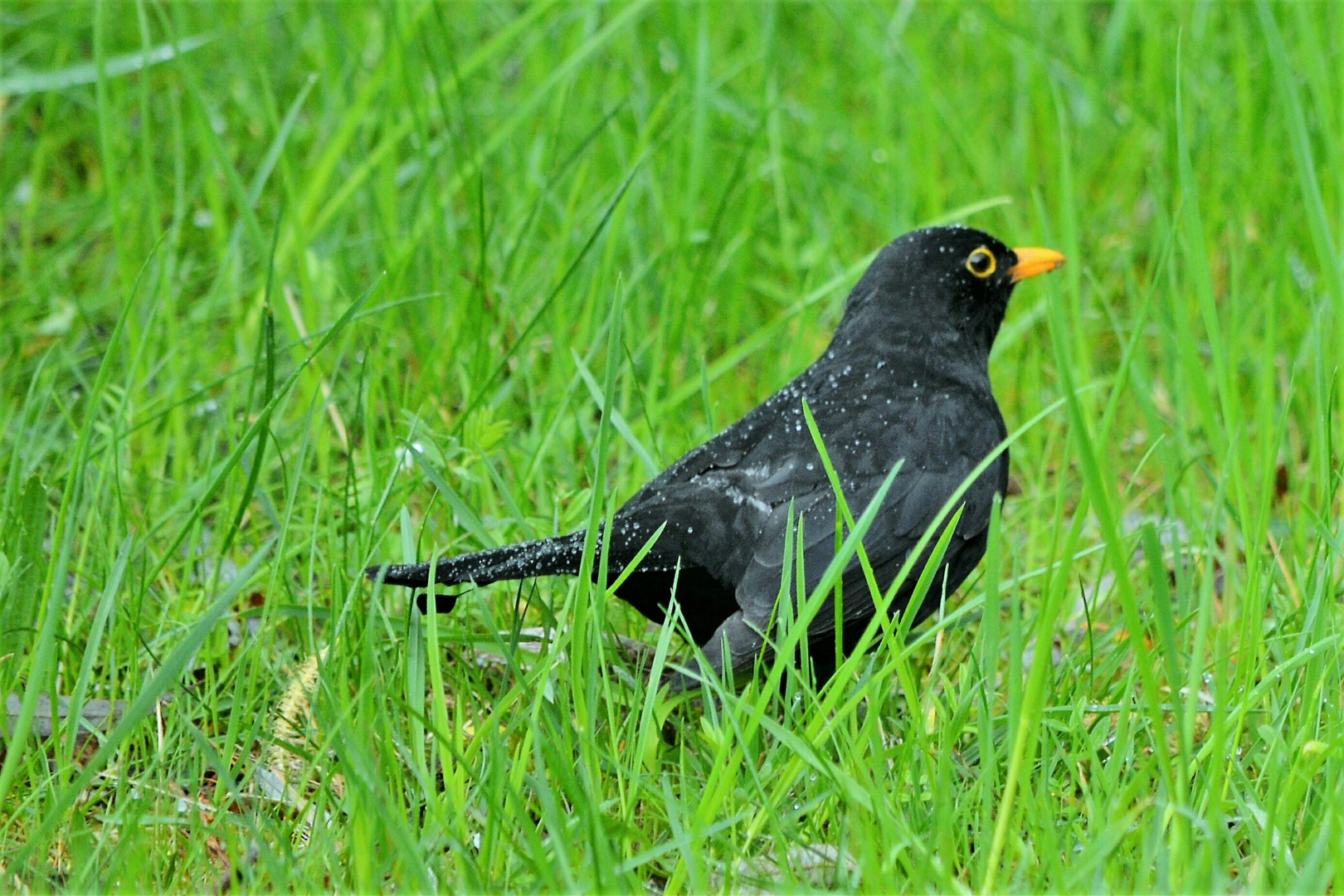 Amsel im Regen / Blackbird in the rain