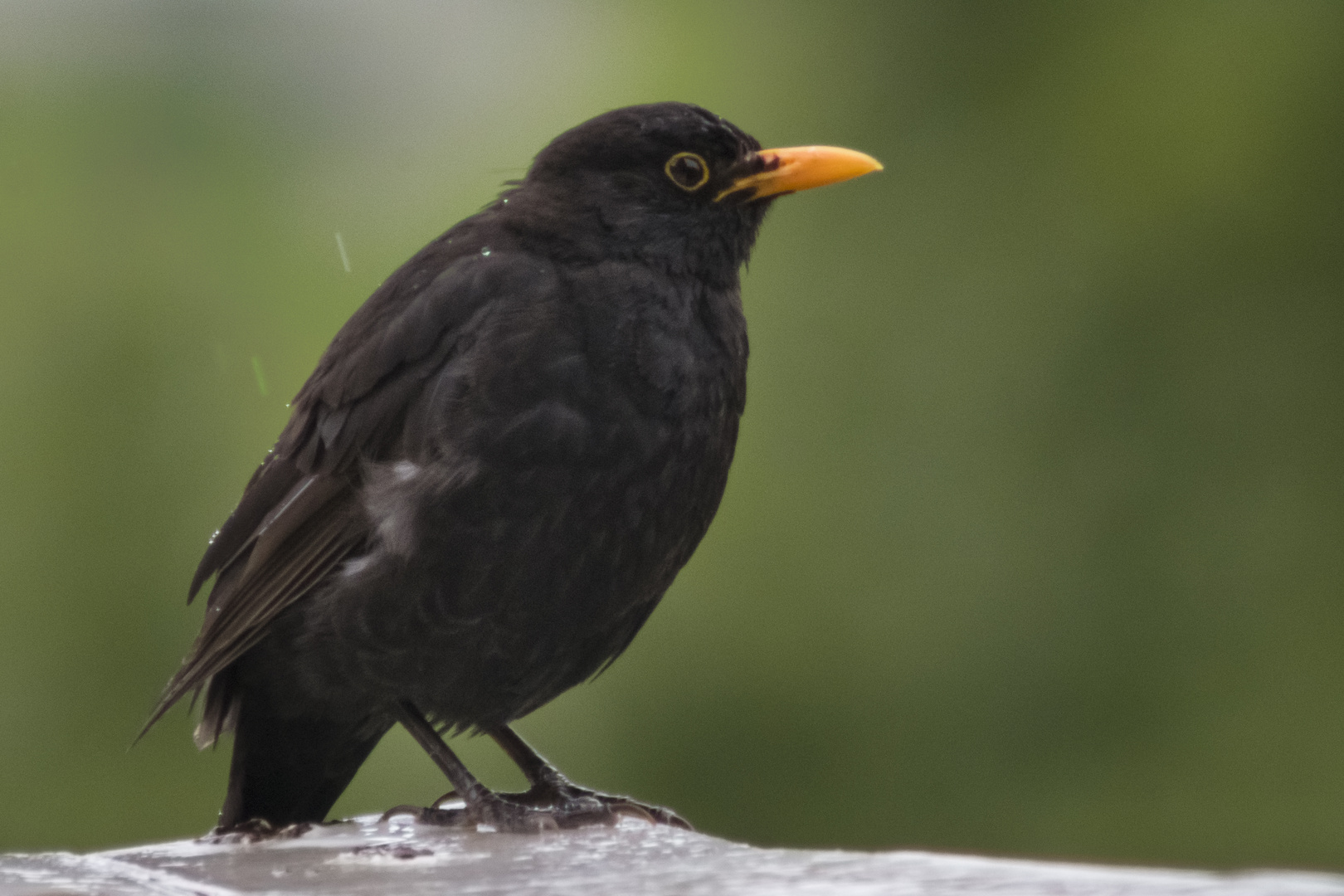 Amsel im Regen