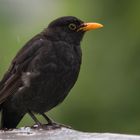 Amsel im Regen