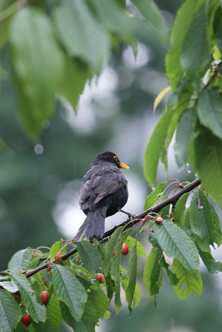 Amsel im Regen