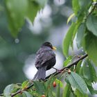 Amsel im Regen