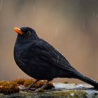 Amsel im Regen