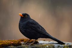 Amsel im Regen