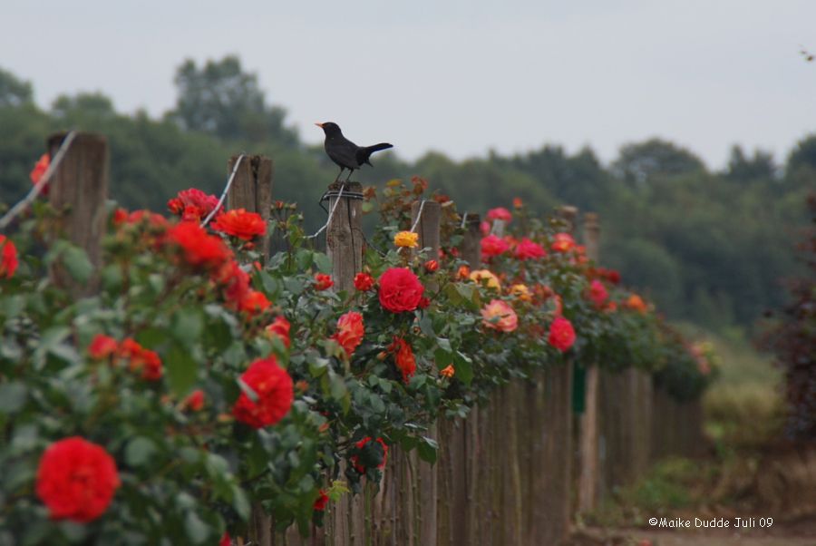 Amsel im Rosengarten ...