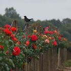 Amsel im Rosengarten ...