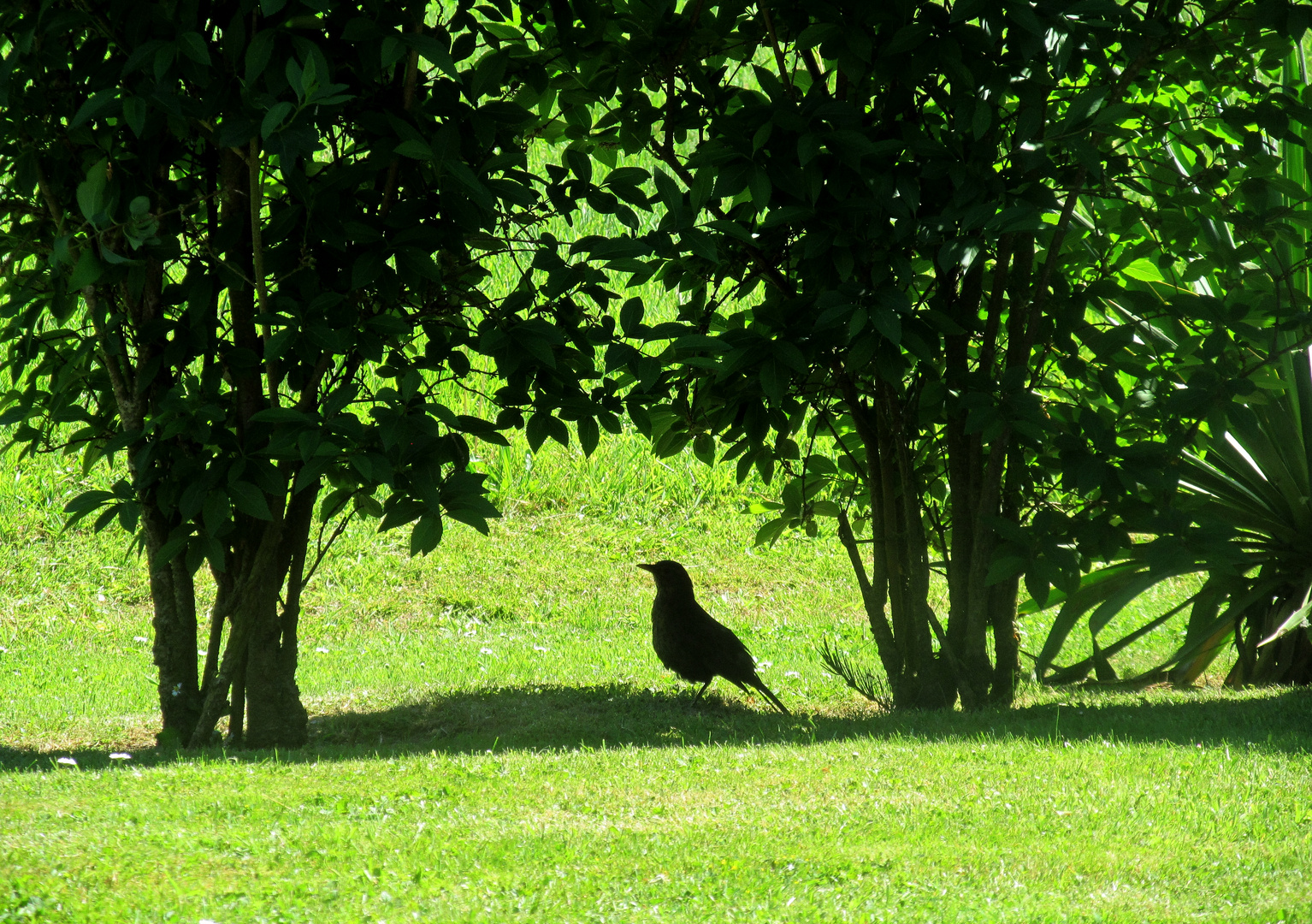 Amsel im Schatten ...