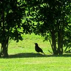 Amsel im Schatten ...