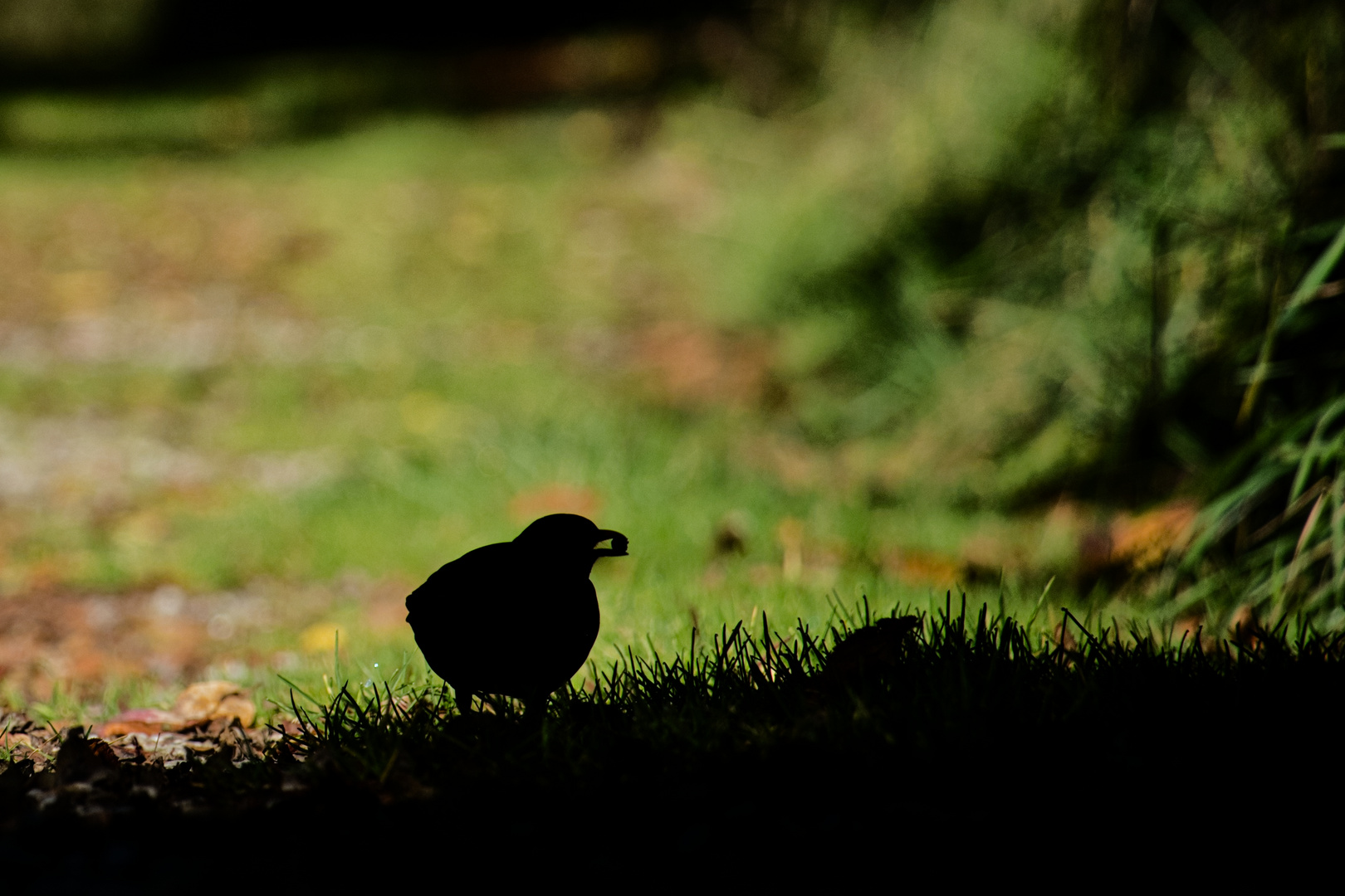 Amsel im Schatten