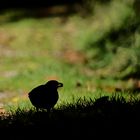 Amsel im Schatten