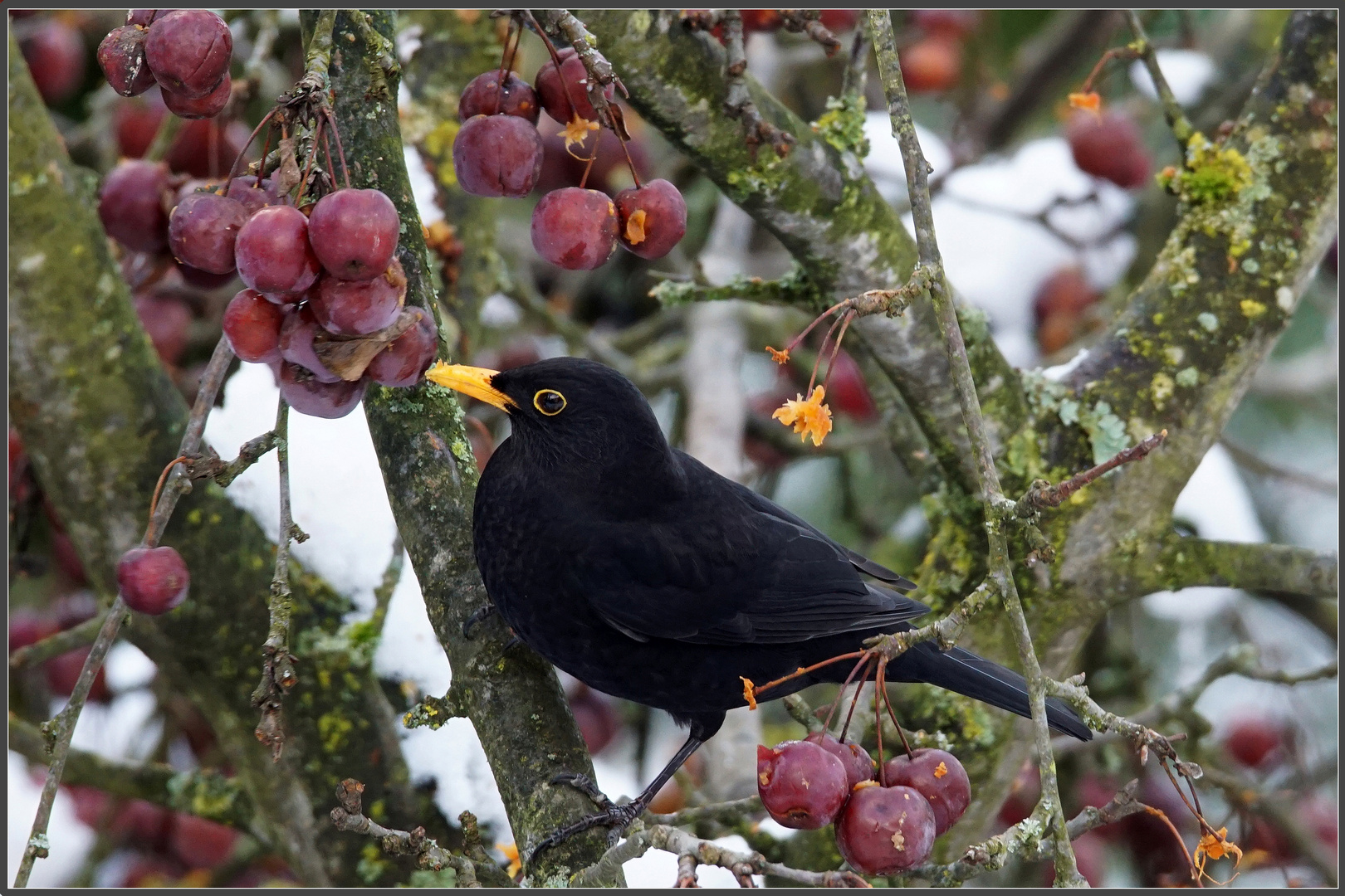 Amsel im Schlaraffenland