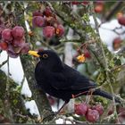 Amsel im Schlaraffenland