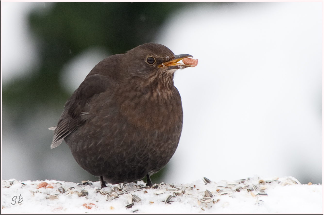 Amsel im Schnee