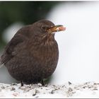 Amsel im Schnee