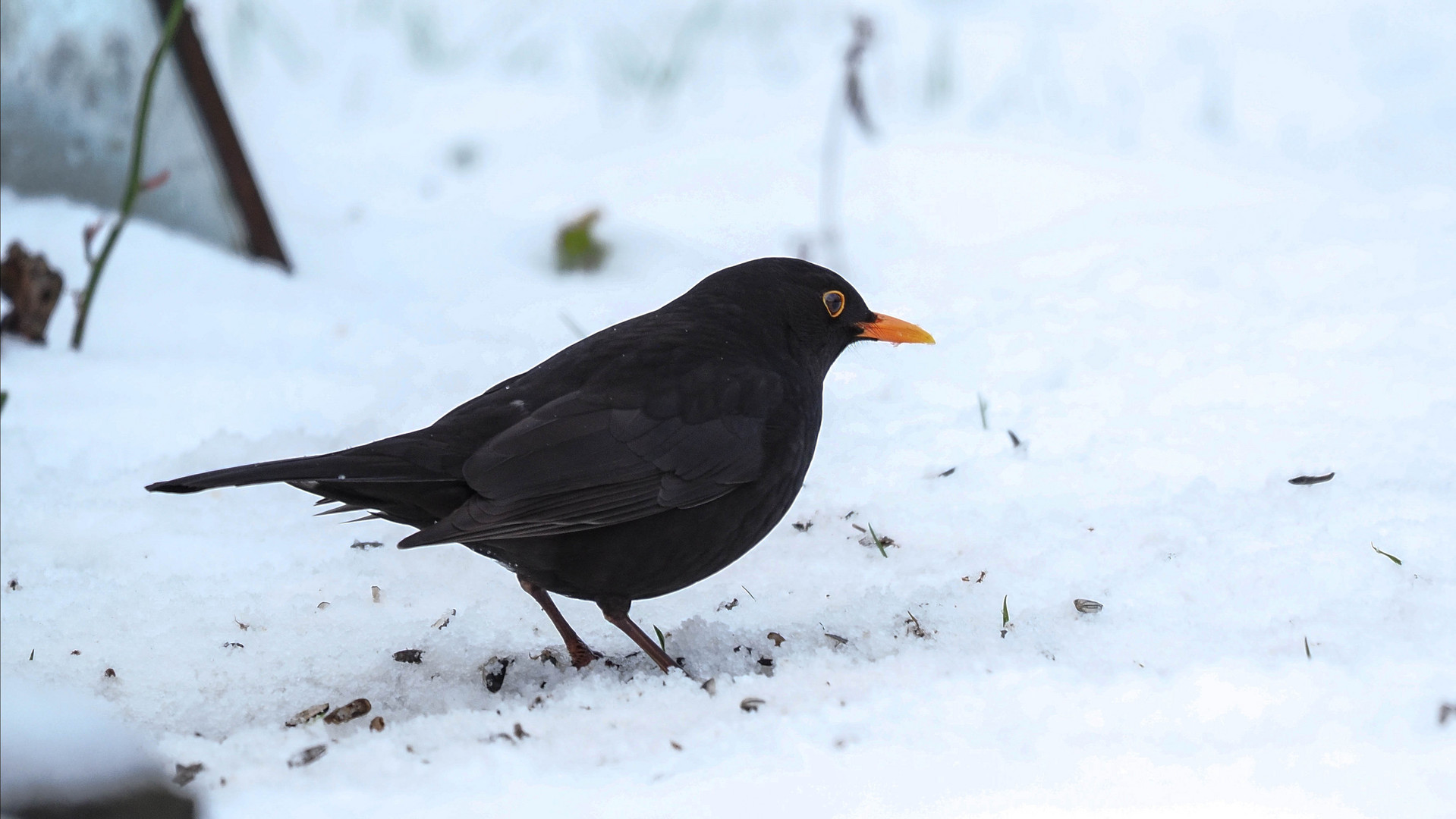 Amsel im Schnee (1 von 1)