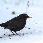 Amsel im Schnee (1 von 1)