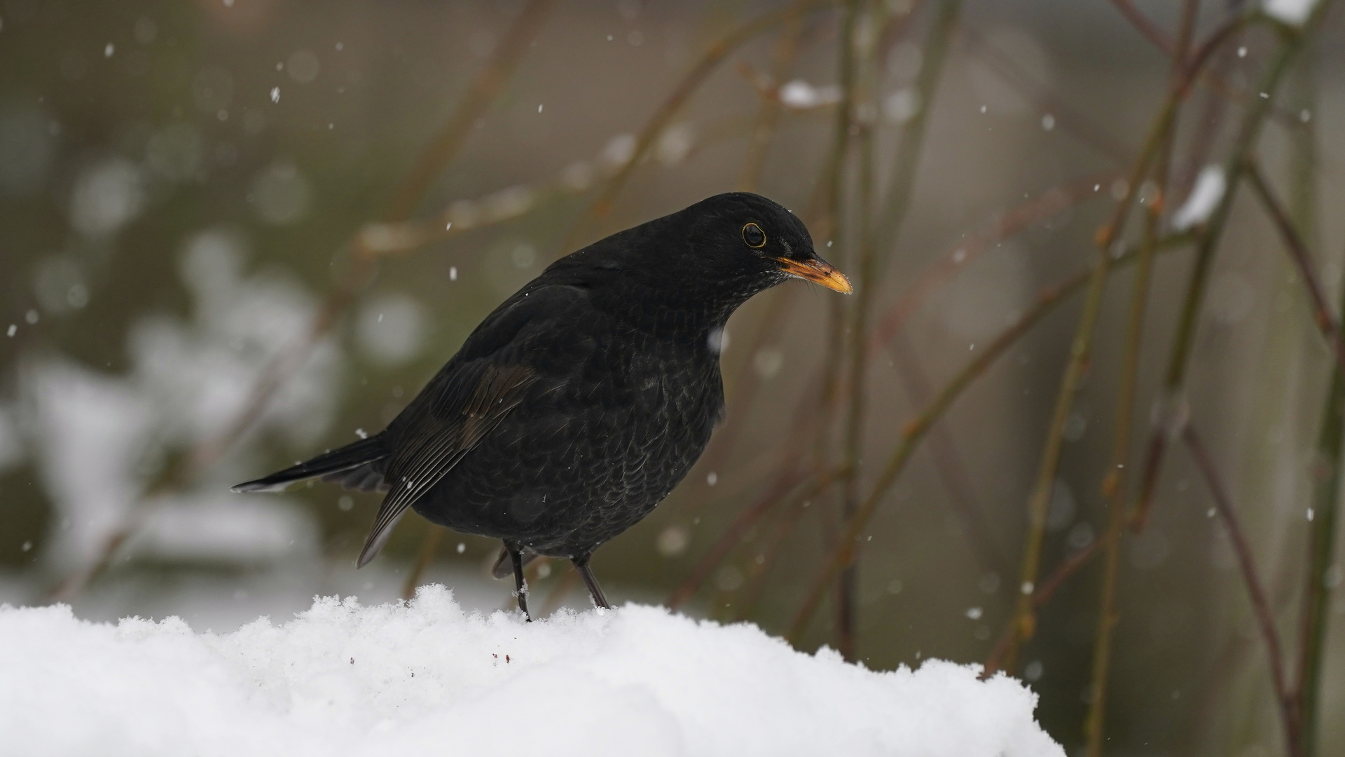 Amsel im Schnee