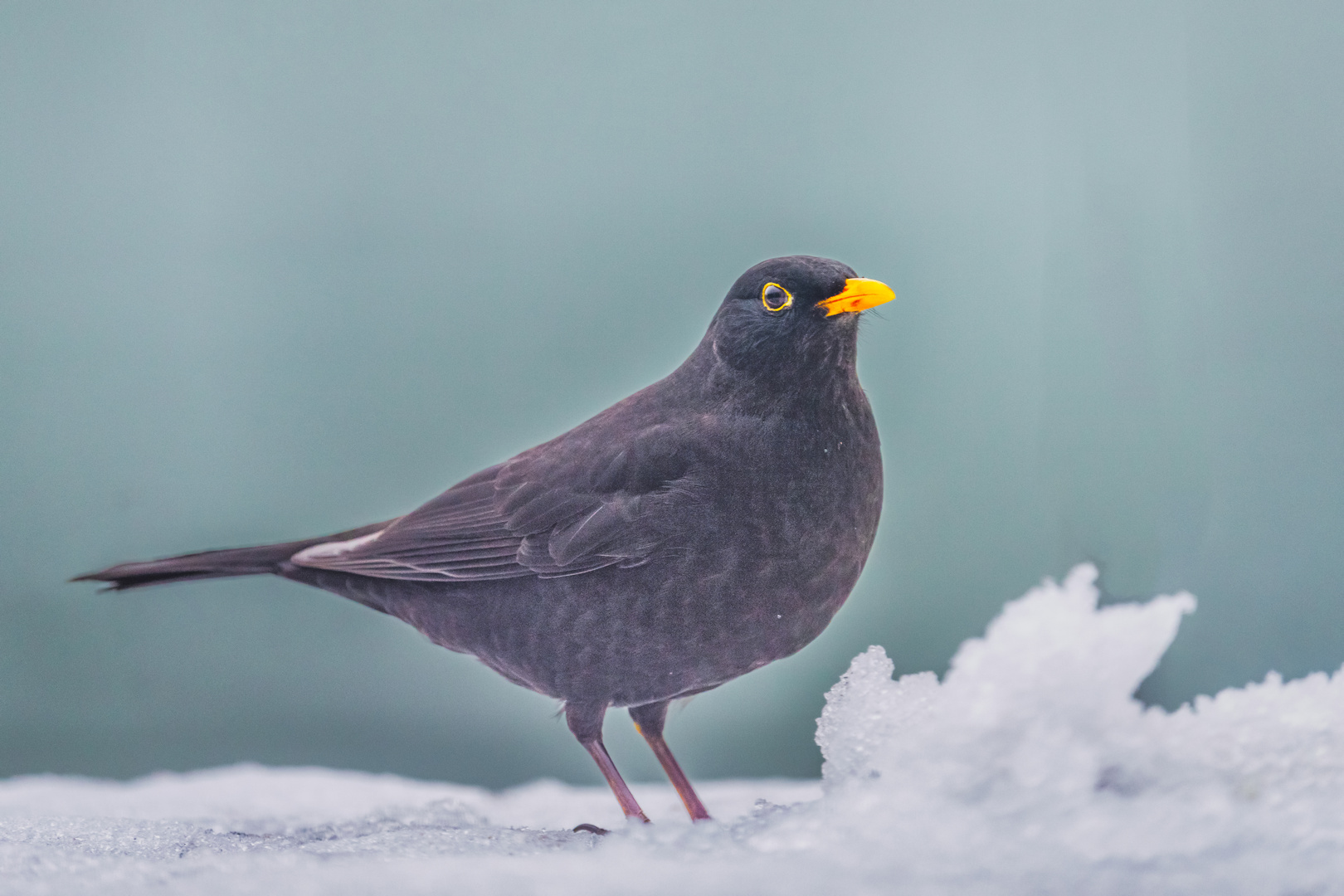 Amsel im Schnee-3 2