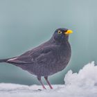 Amsel im Schnee-3 2