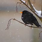 Amsel im Schnee