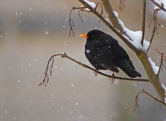 Amsel im Schnee