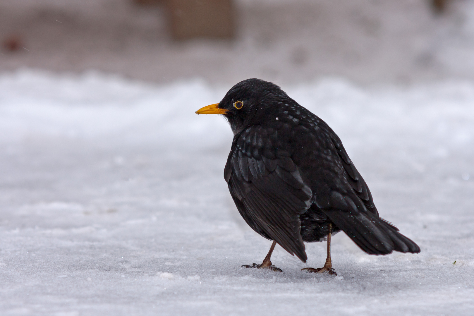 Amsel im Schnee