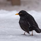 Amsel im Schnee