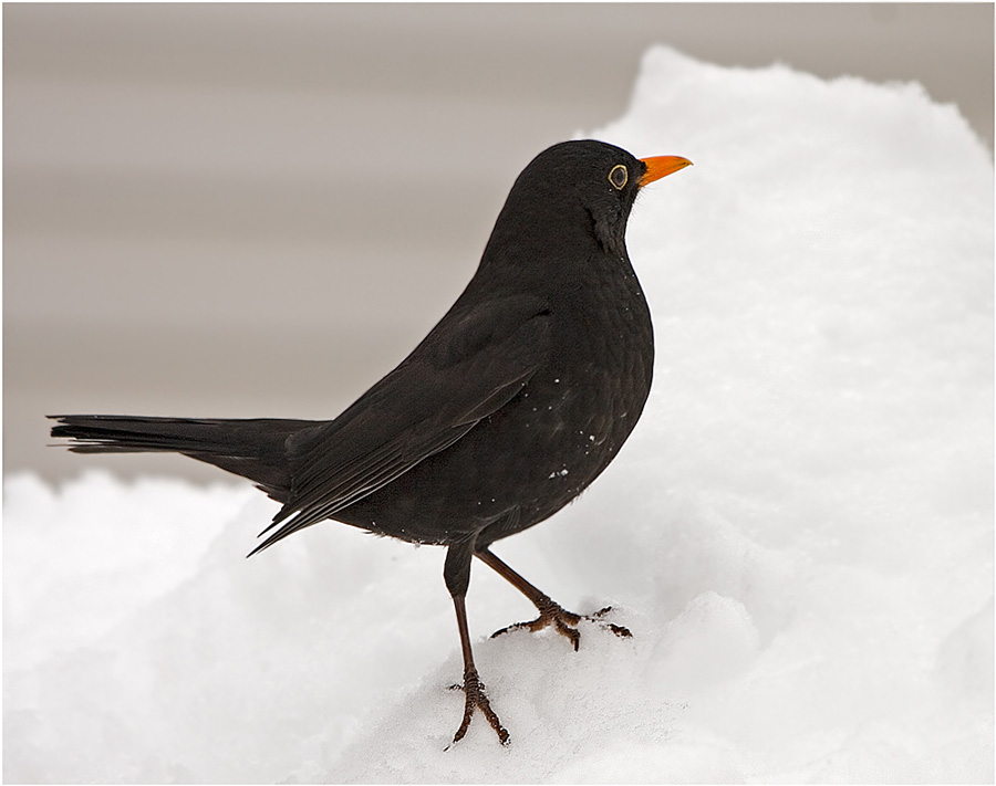 Amsel im Schnee