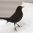 Amsel im Schnee