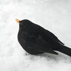 Amsel im Schnee