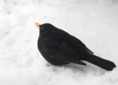 Amsel im Schnee