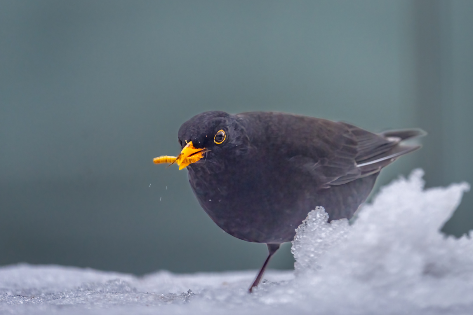 Amsel im Schnee-4 2